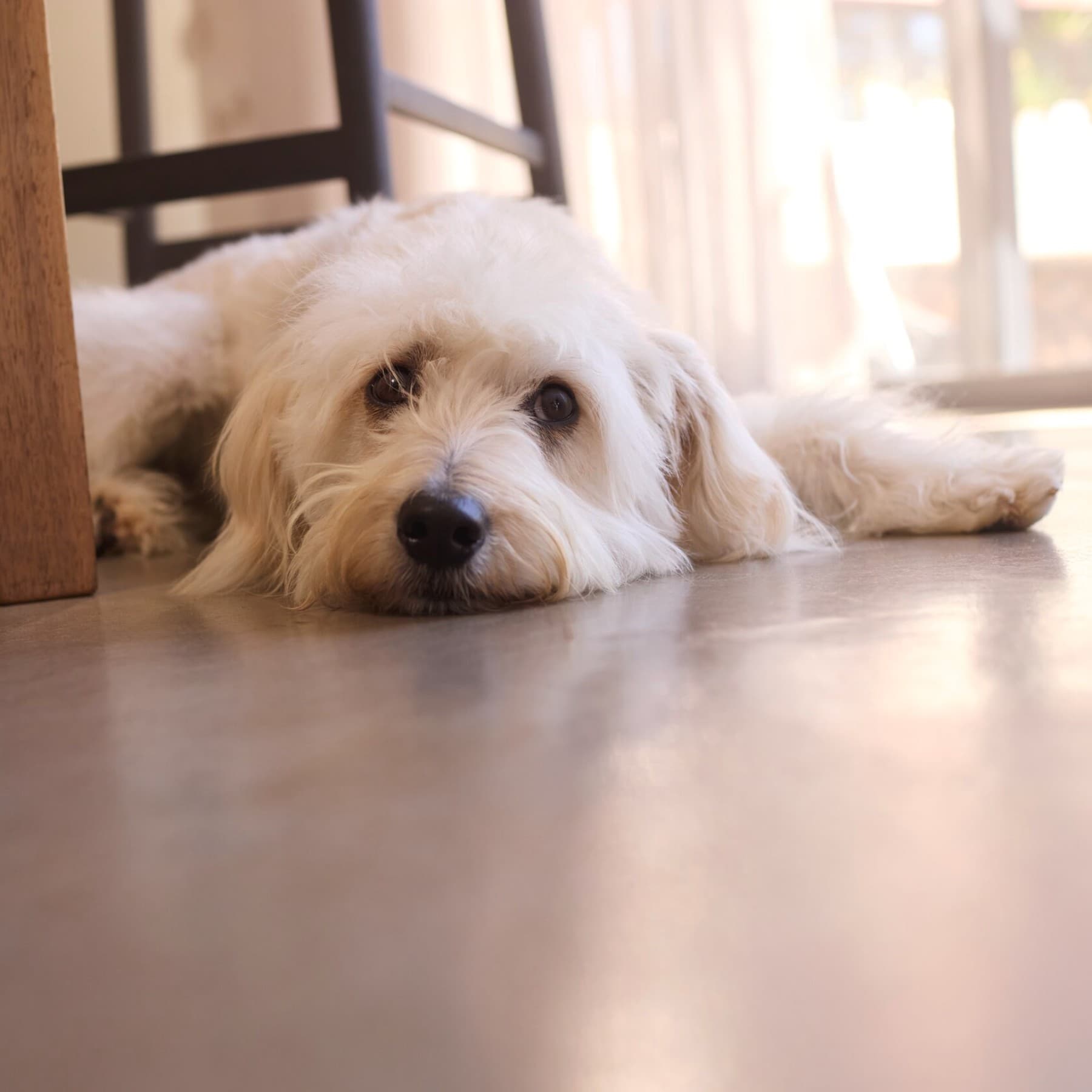 Cane sdraiato sul pavimento fresco della casa