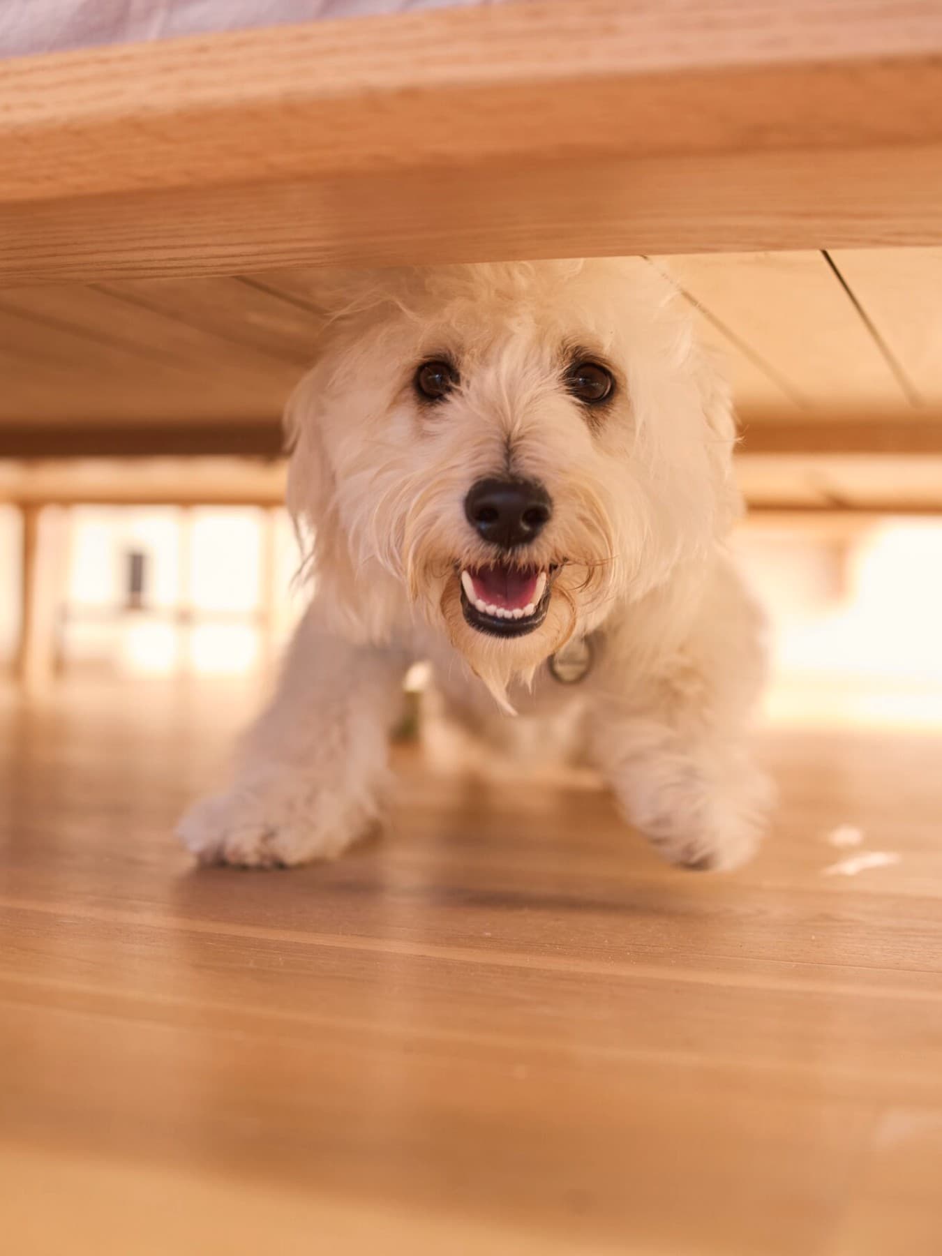 Cane corre sul pavimento.