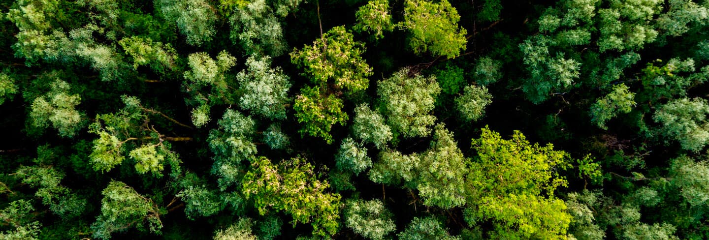 Una vista a volo d'uccello di una foresta