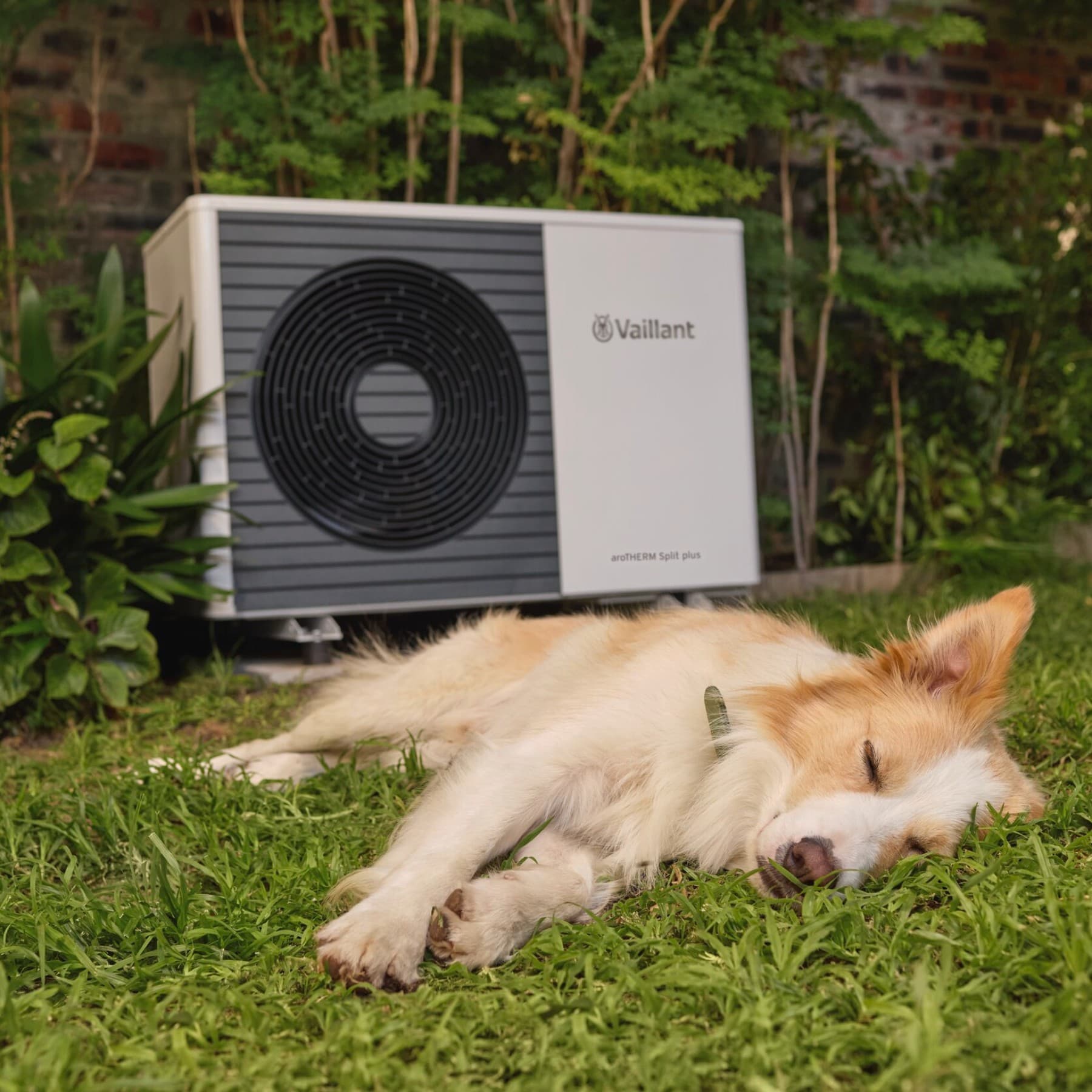 Cane che dorme davanti alla pompa di calore