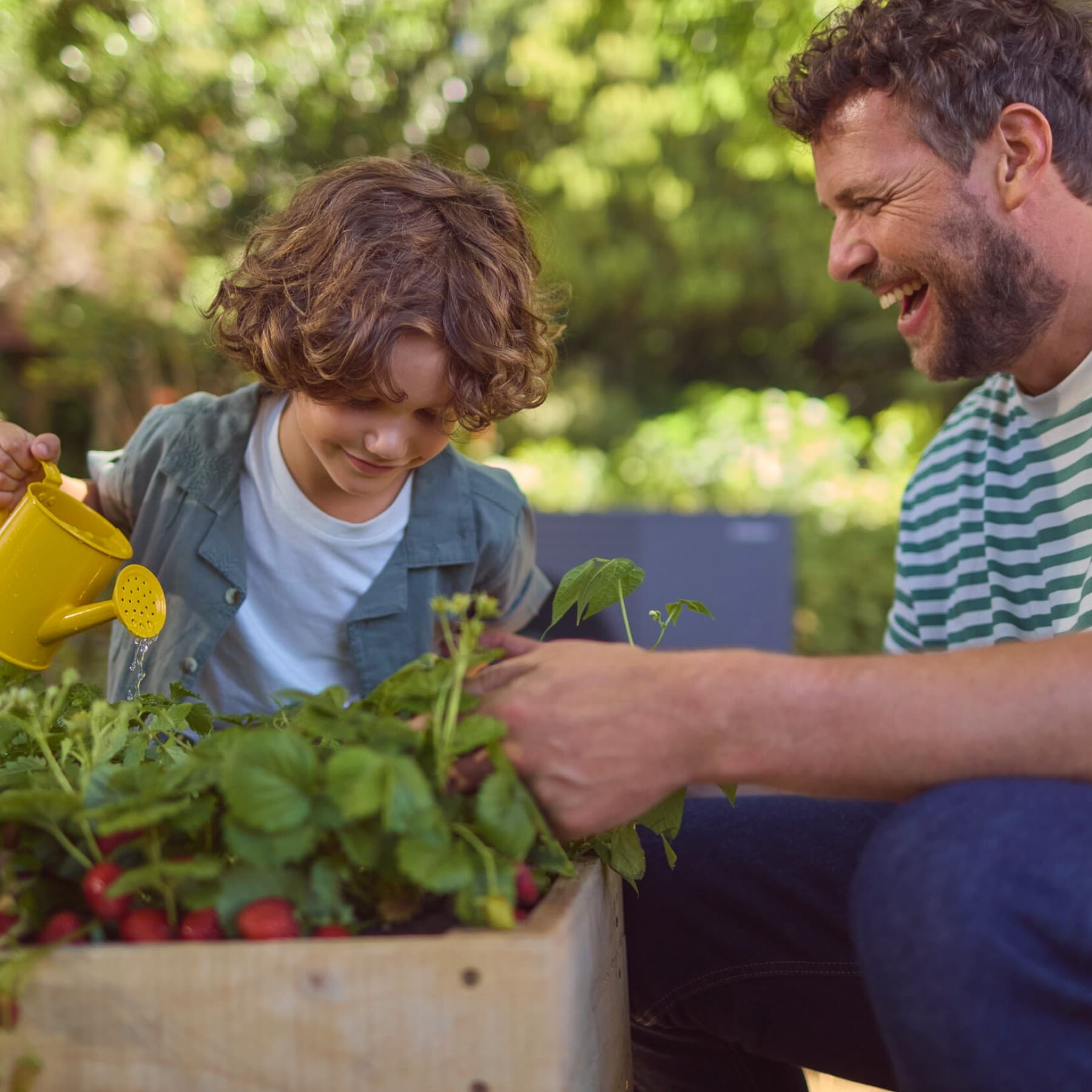 Padre e figlio innaffiano insieme un orto di ravanelli in giardino, momento di vita domestica