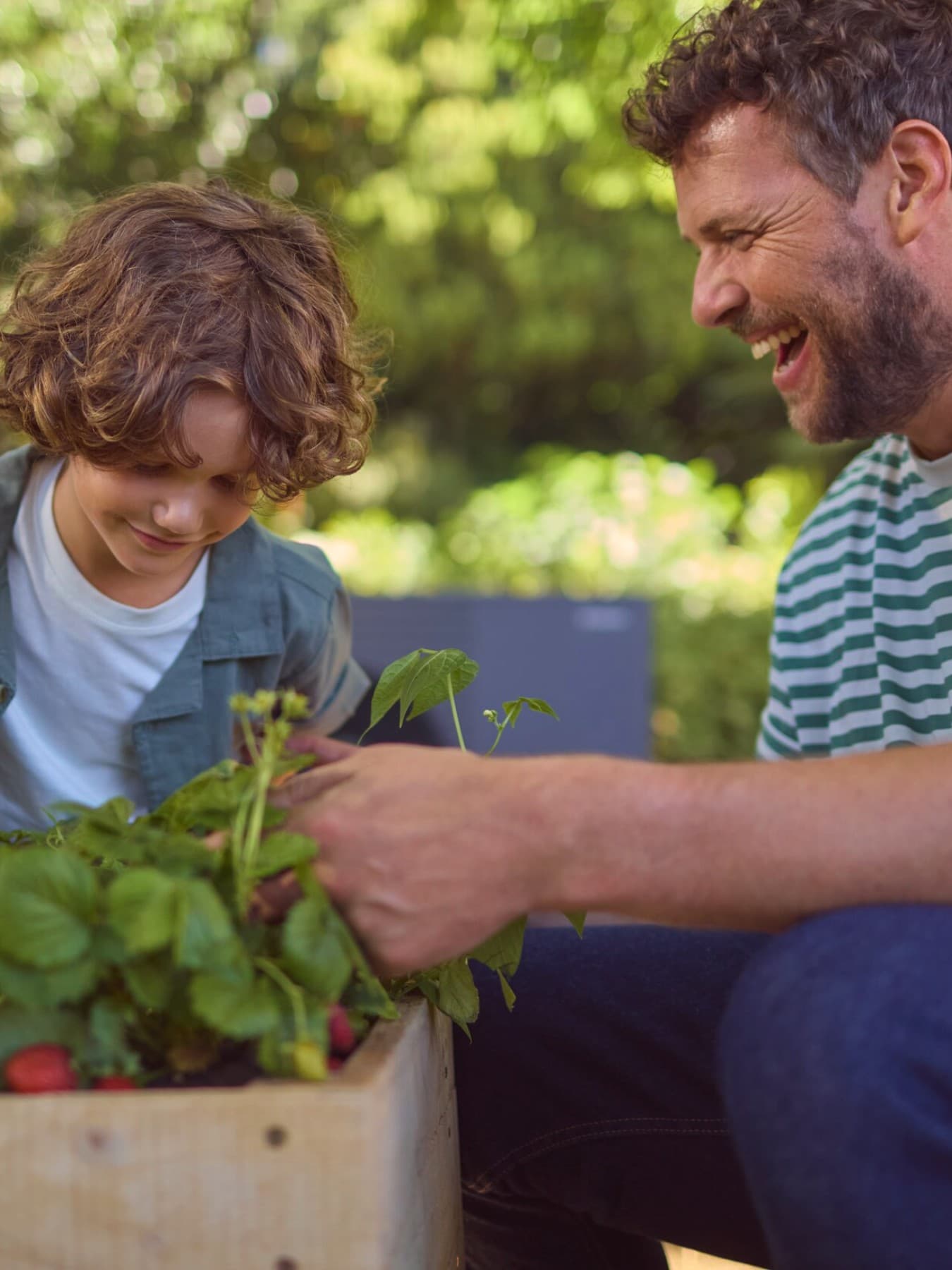Padre e figlio innaffiano insieme un orto di ravanelli in giardino, momento di vita domestica