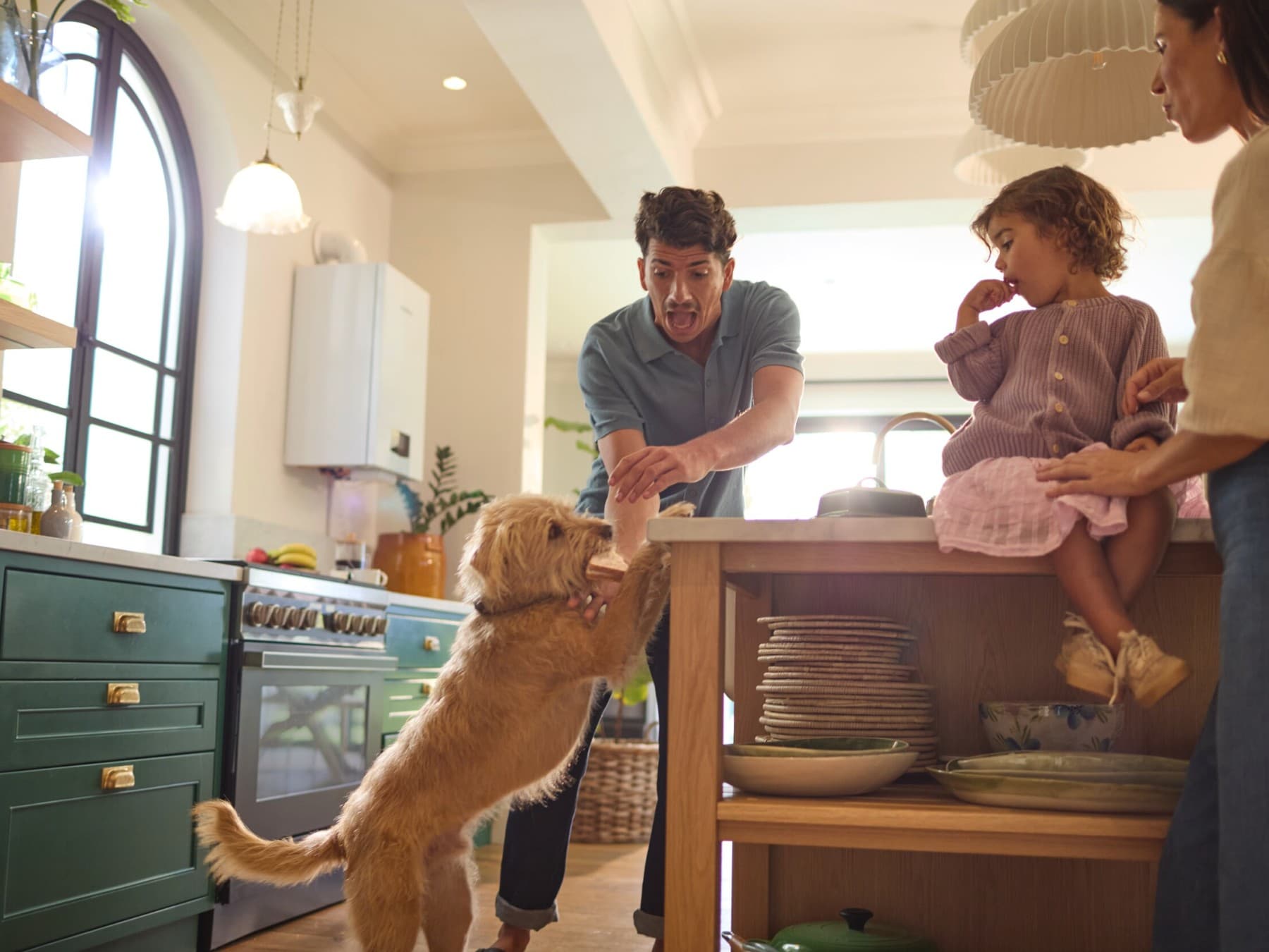 Il cane ruba il toast dalla cucinetta